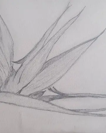 Graphite sketch of a bird of paradise flower