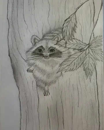 Graphite sketch of a raccoon peering out from behind leaves