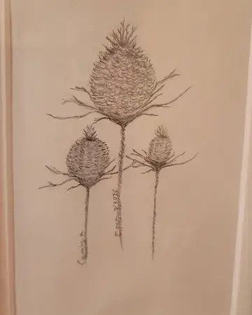 Graphite sketch of thistle heads on tall stems
