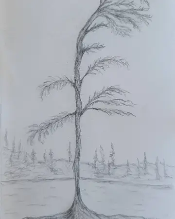 Graphite sketch of a bare tree in an open landscape